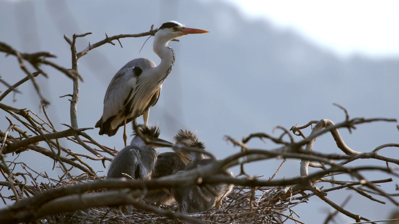 小Ardea cinerea(苍鹭)看着妈妈飞翔/韩国江原道阳龟郡视频素材