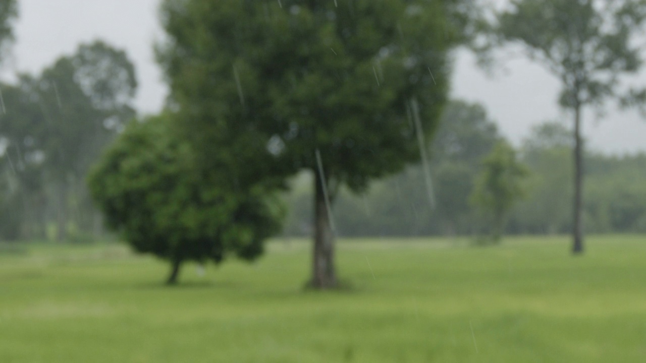 模糊的背景雨在稻田农业视频素材