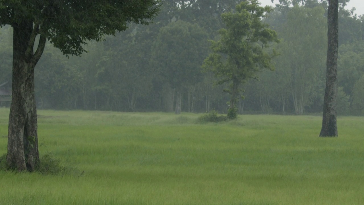 慢动作的雨在稻田农业视频素材