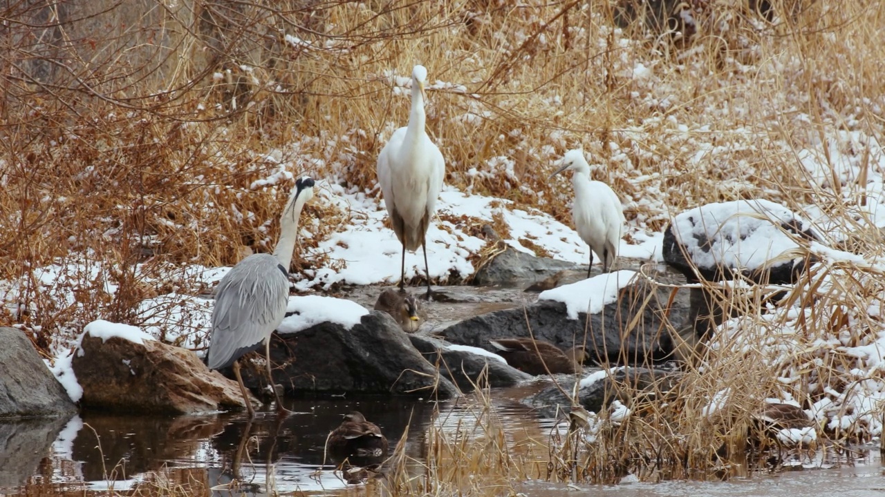 冬天的河边，Ardea cinerea(苍鹭)、Ardea alba(白鹭)、Anas poecilorhyncha(印度斑嘴鸭)的鸟群。韩国庆南昌原市视频素材