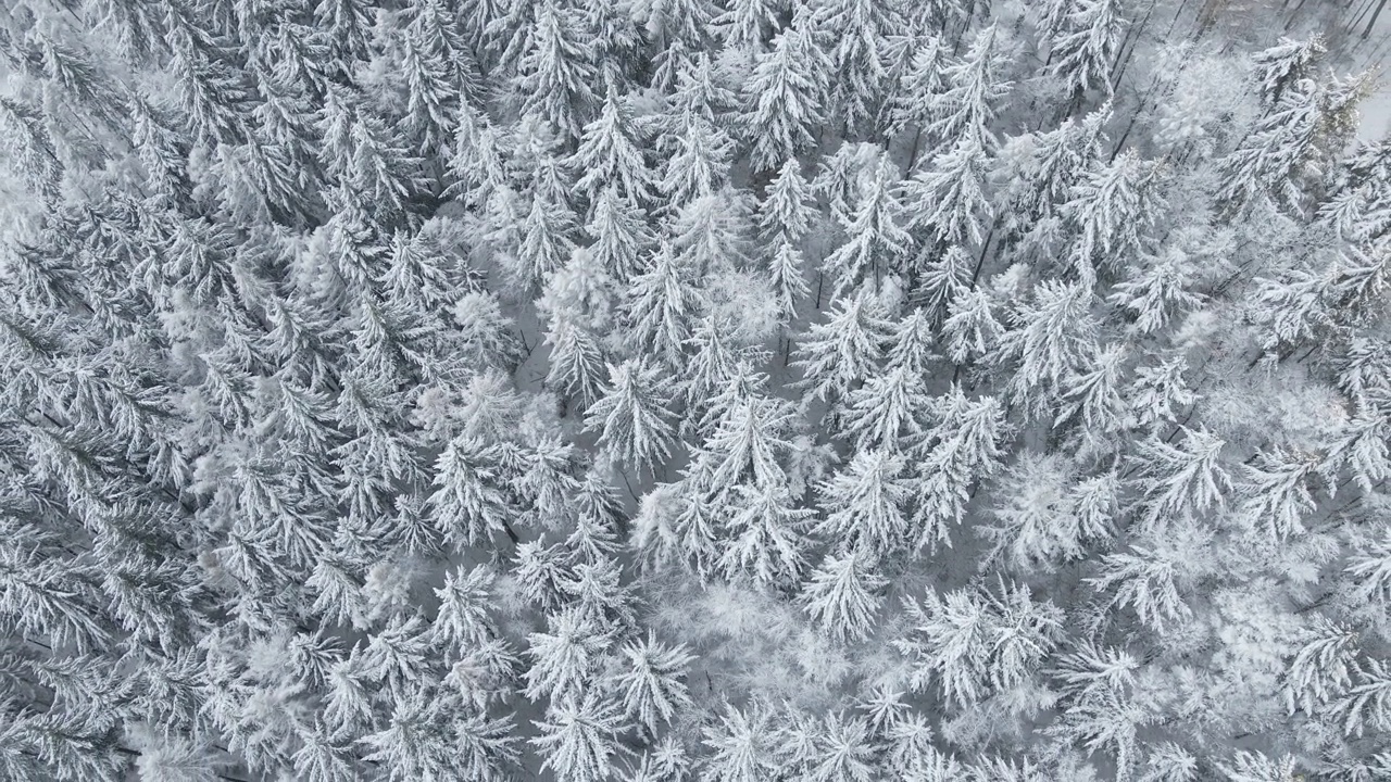 美丽的冬季森林，雪树，鸟瞰图视频素材