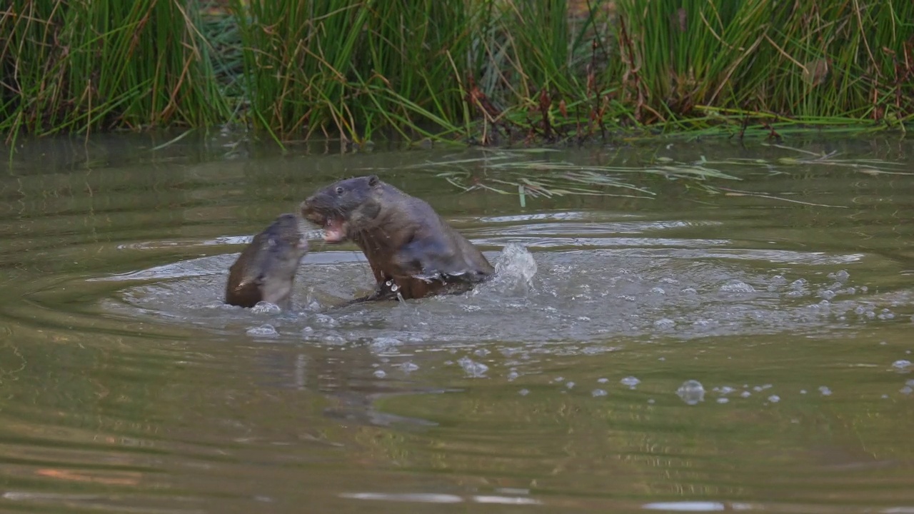 欧洲水獭(Lutra Lutra)，两只小水獭在水中搏斗视频素材