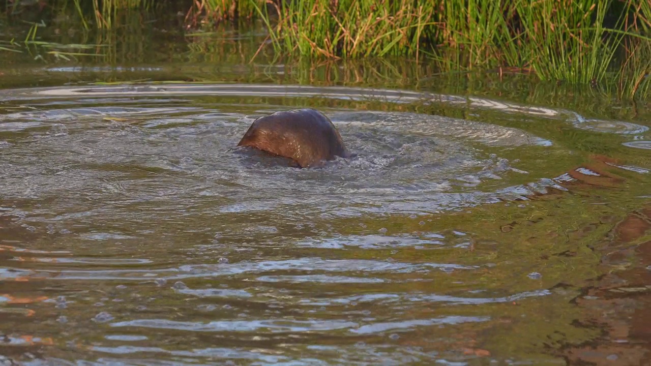 欧洲水獭(Lutra Lutra)，两只小水獭在水中搏斗视频素材