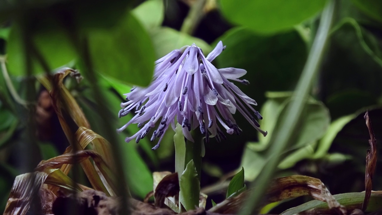 韩国Heloniopsis koreana / yanggu郡，江原道，韩国视频素材