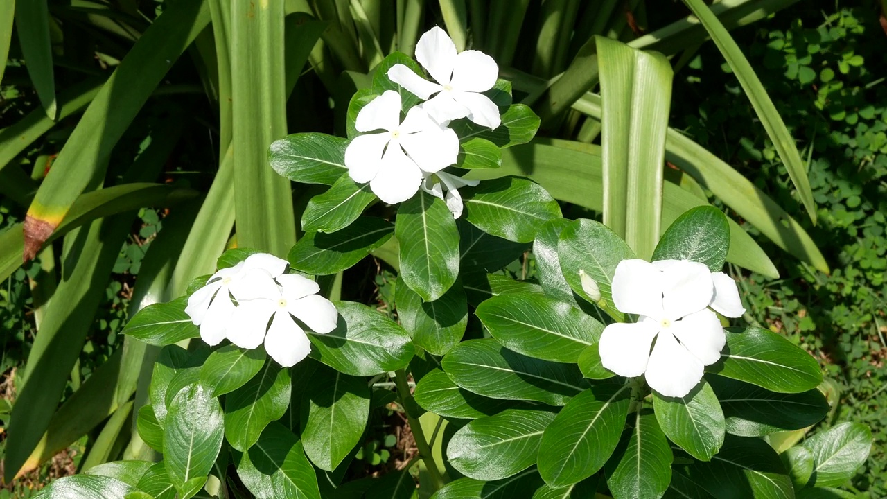 长春花或马达加斯加长春花。草本药用植物视频素材