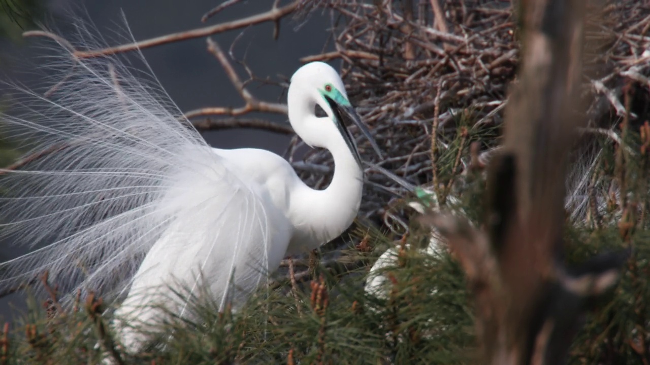 两只Ardea alba modesta(东方大白鹭)在树枝上搏斗，韩国江原道阳九郡视频素材