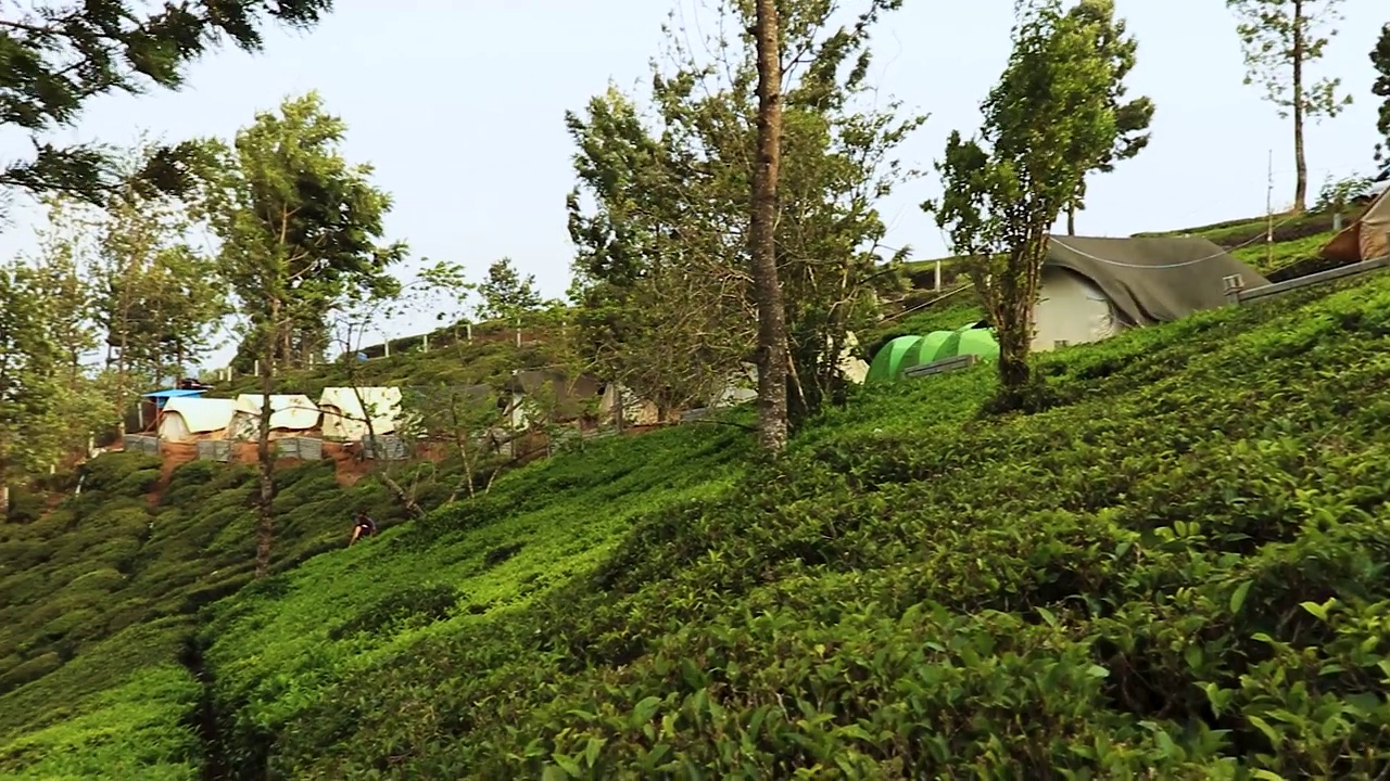 茶园山景与乡村农田上午视频素材