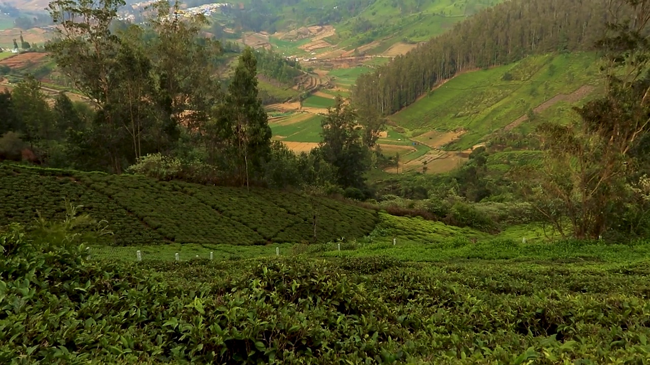 茶园山景与乡村农田上午视频素材