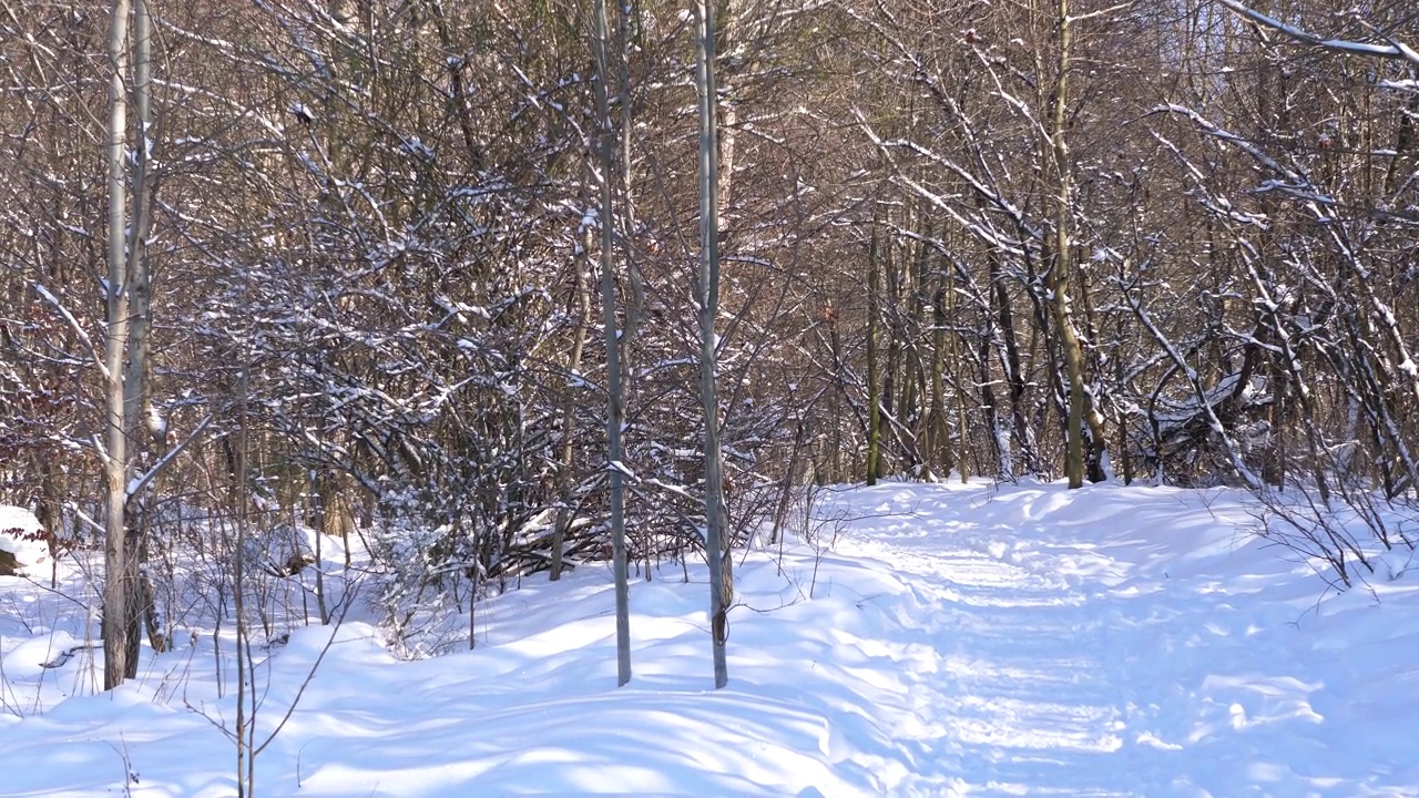 通往森林的积雪小径视频素材