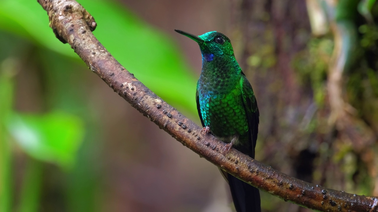 蜂鸟(Trochilidae)栖息在热带森林的树枝上视频素材