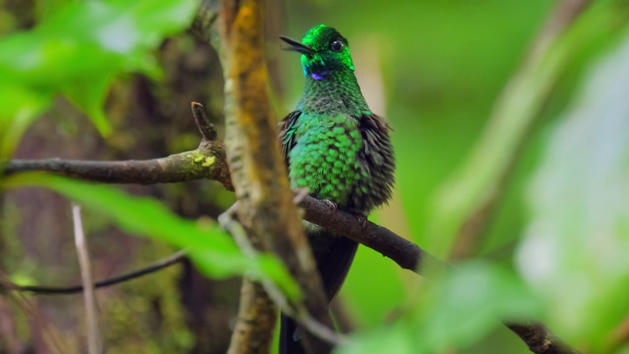 蜂鸟(Trochilidae)栖息在热带森林的树枝上视频素材