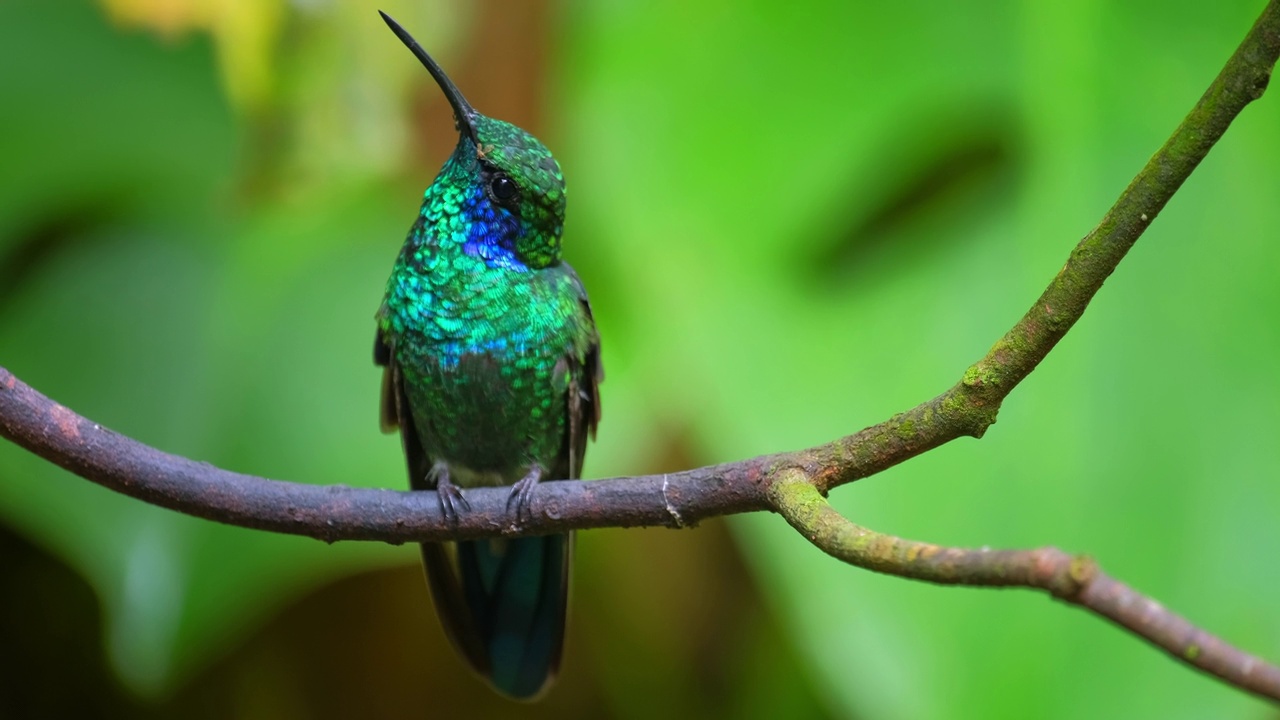 蜂鸟(Trochilidae)栖息在热带森林的树枝上视频素材