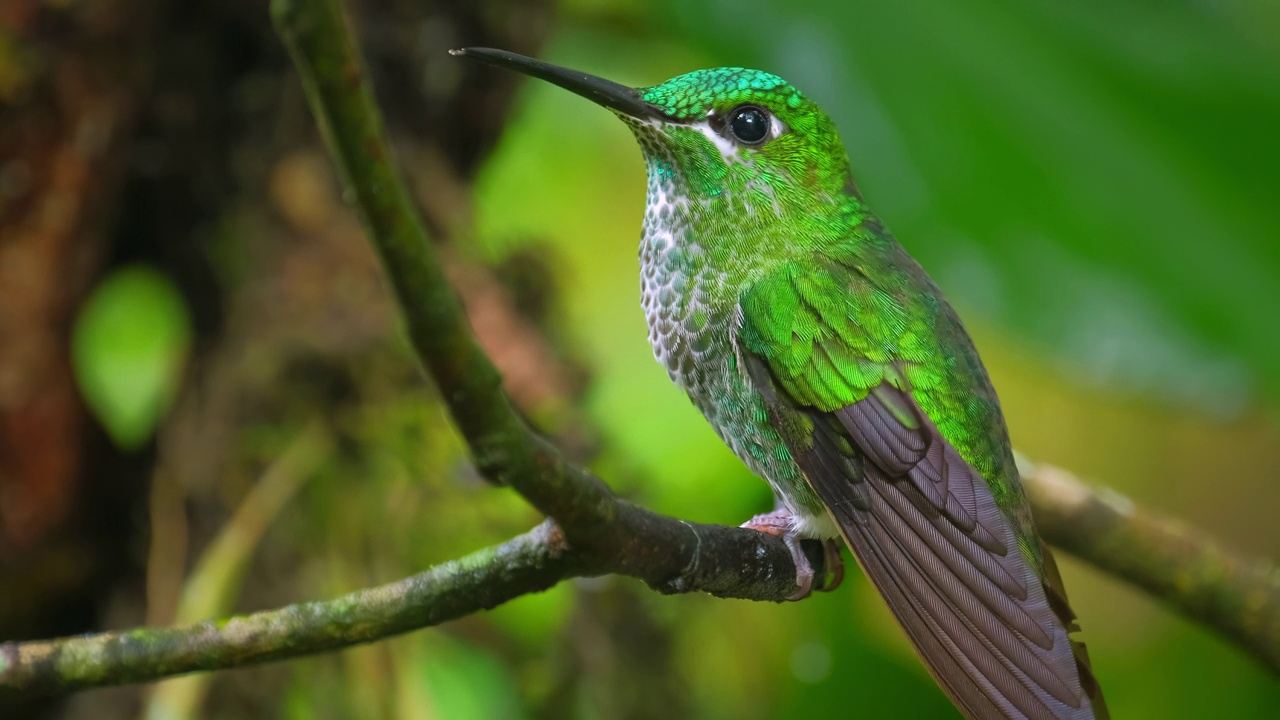 蜂鸟(Trochilidae)栖息在热带森林的树枝上视频素材