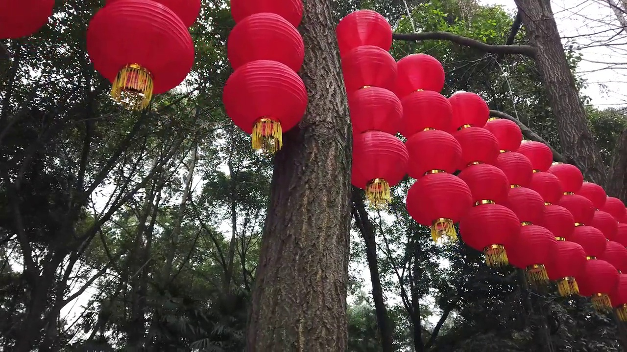 在中国，树上挂着红色的中国灯笼视频素材