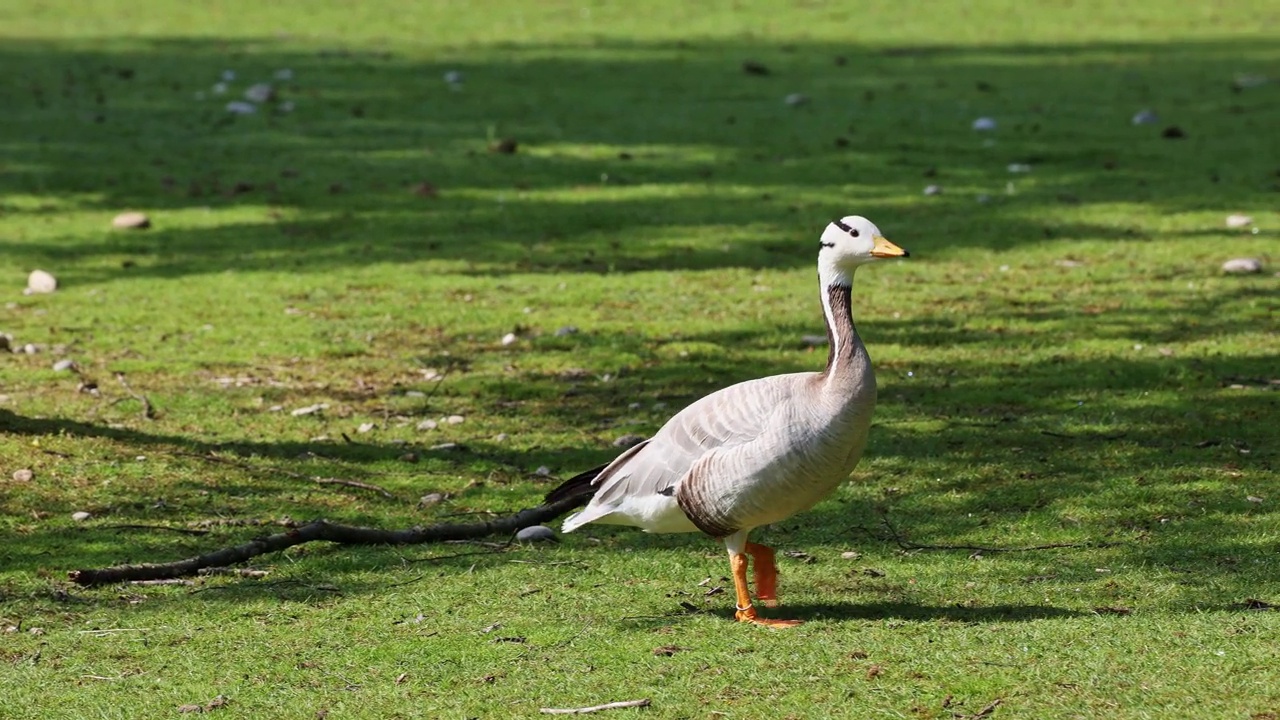 Bar-headed goose, Anser indicus是世界上最高的飞鸟之一，见于德国慕尼黑的英国花园视频下载