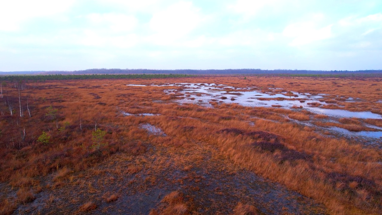 东欧沼泽和泥炭沼泽。野生动物生态保护区。荒野的沼泽地。沼泽地和湿地，沼泽，沼泽。视频素材