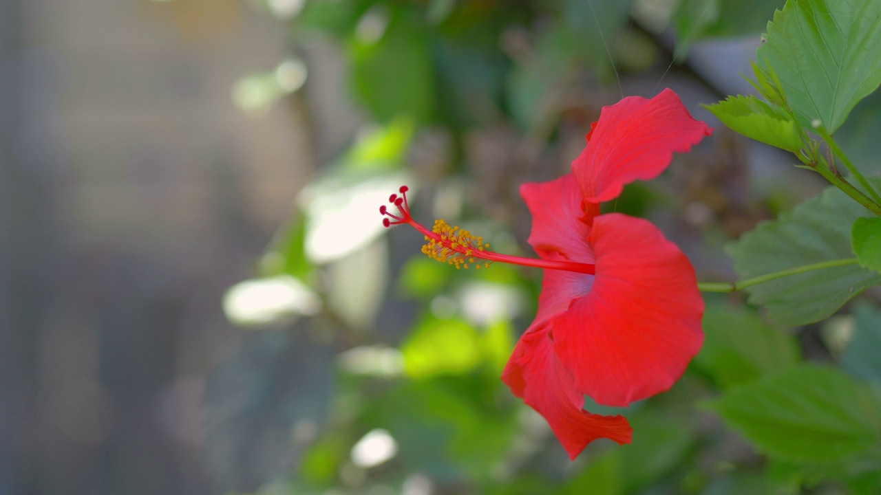 红色的芙蓉花在4k慢镜头60帧/秒视频素材