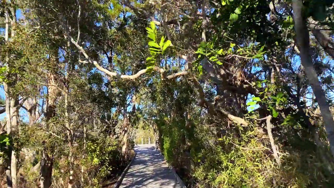 河口树木成行的木板路到水视频素材