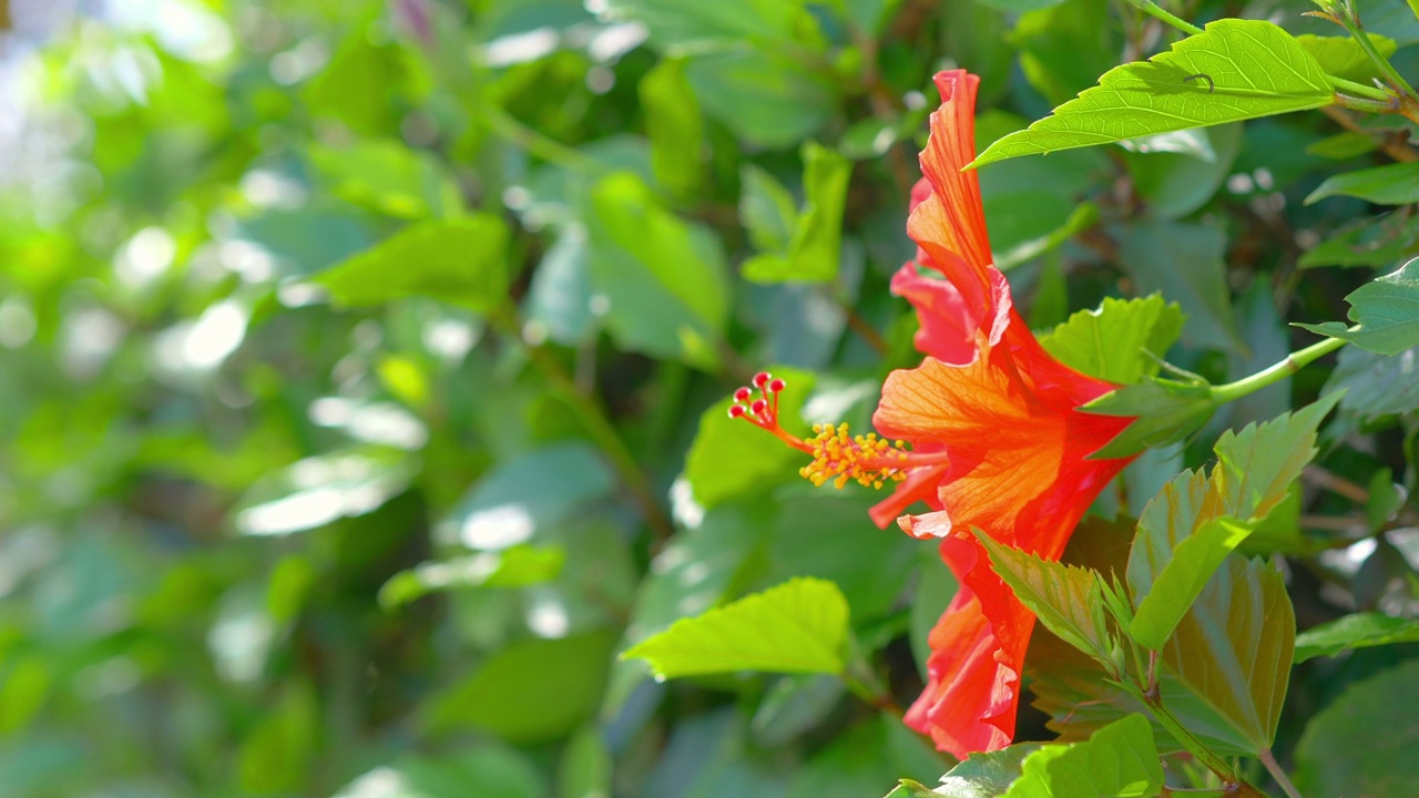 红色的芙蓉花在4k慢镜头60帧/秒视频素材