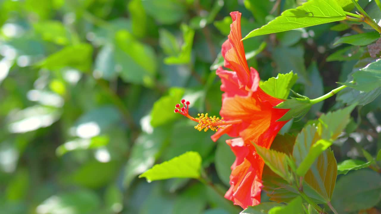 红色的芙蓉花在4k慢镜头60帧/秒视频素材