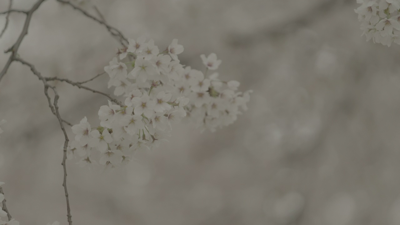 樱花在风中摇曳/韩国视频素材