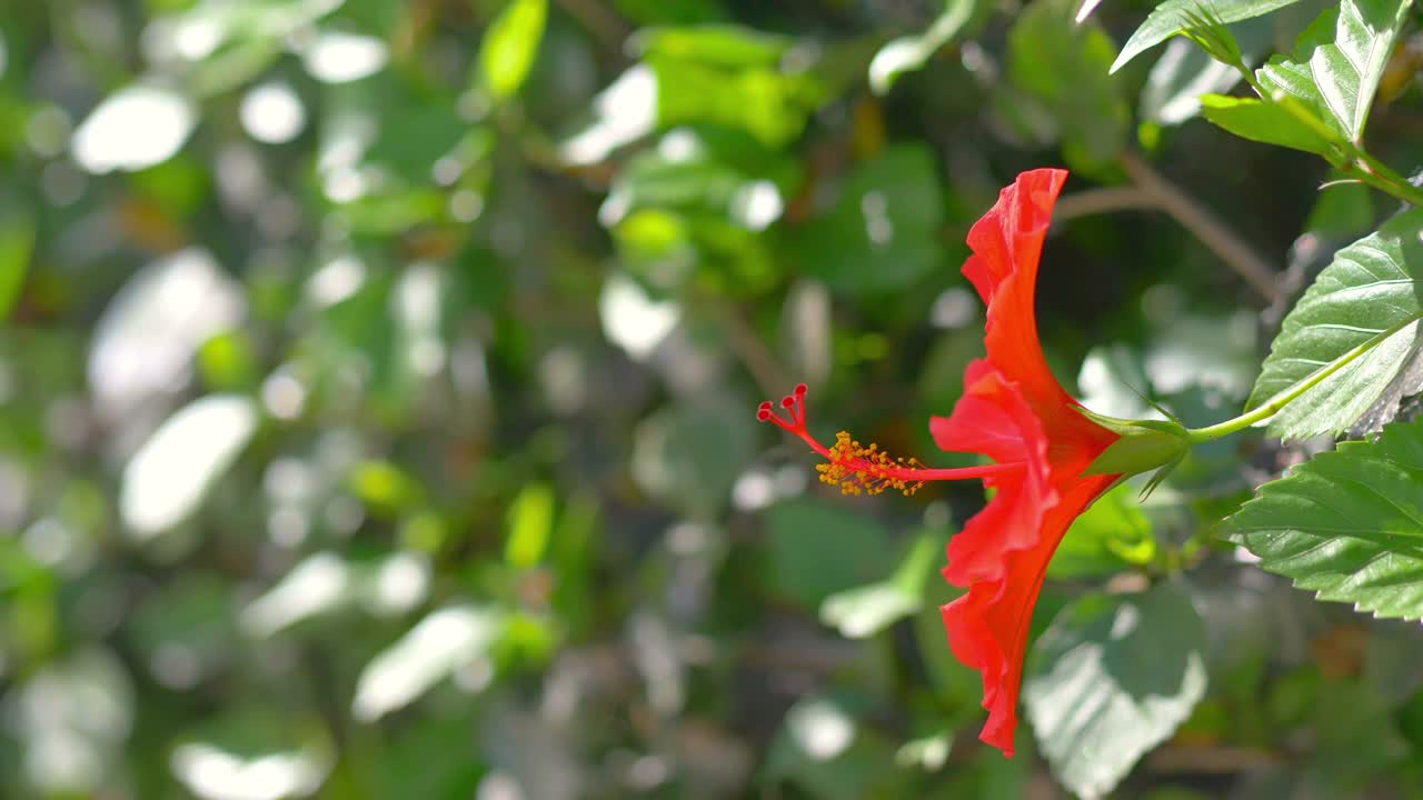 红色的芙蓉花在4k慢镜头60帧/秒视频素材