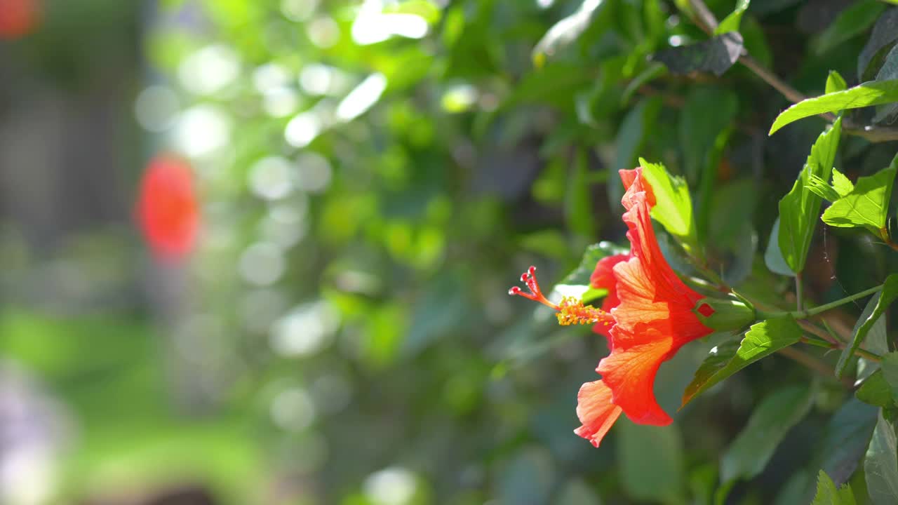 红色的芙蓉花在4k慢镜头60帧/秒视频素材