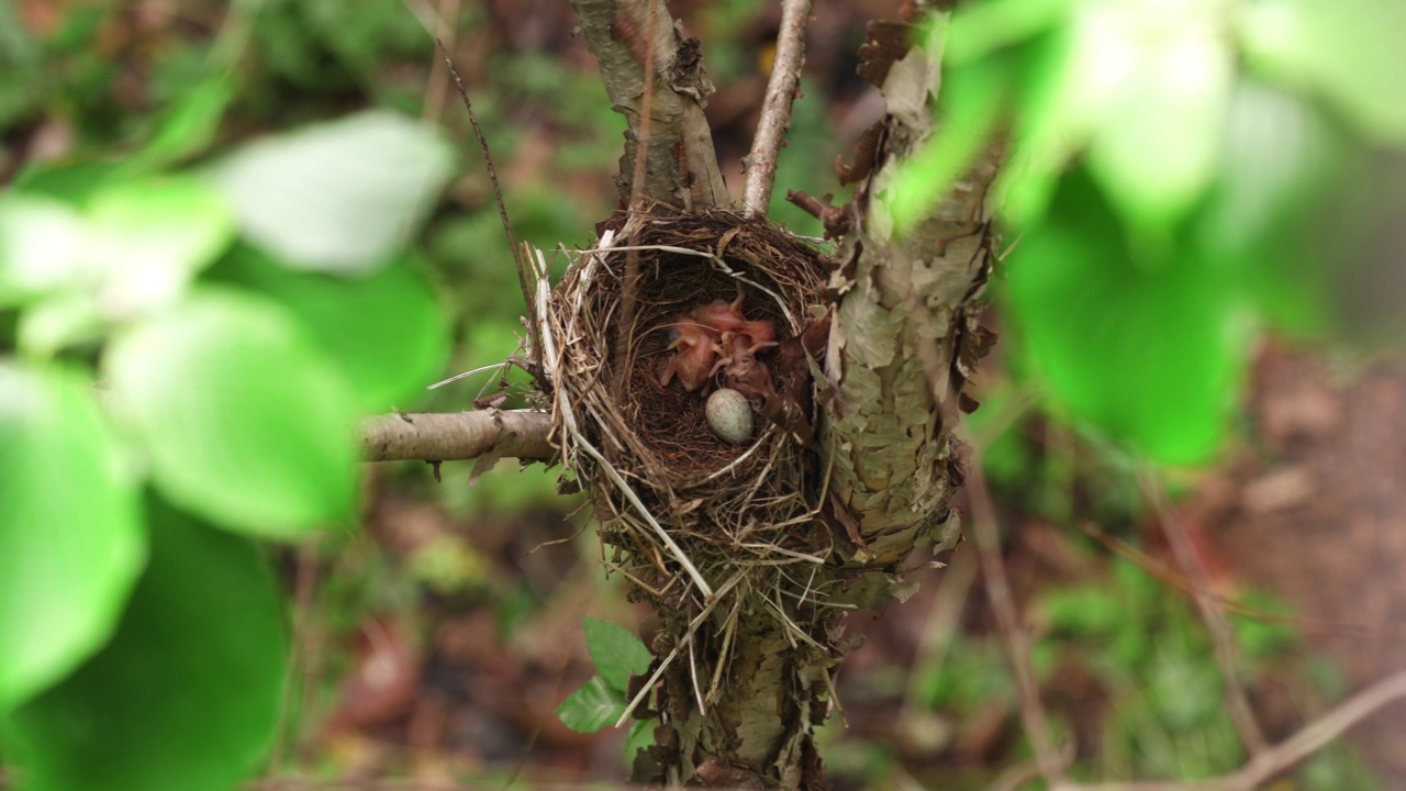 glandarius(欧亚松鸦)从Turdus hortulorum(灰背鸫)的巢中偷取雏鸟/韩国江原道杨龟郡视频素材