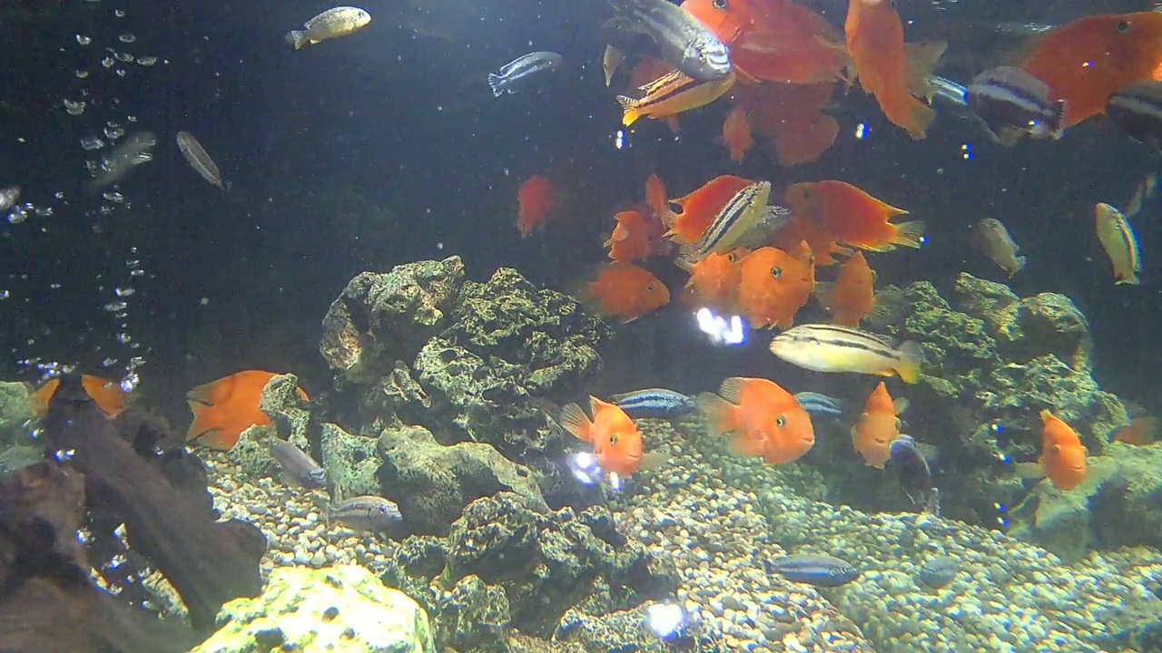 水族馆的动物视频素材