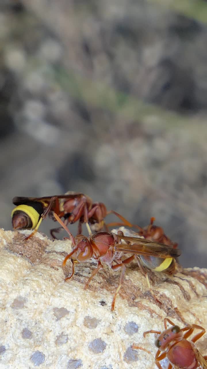 黄蜂的巢。视频素材