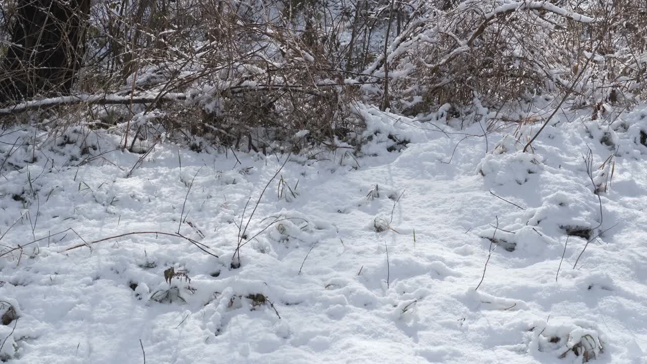 一个男人在冬天的雪地里行走视频素材