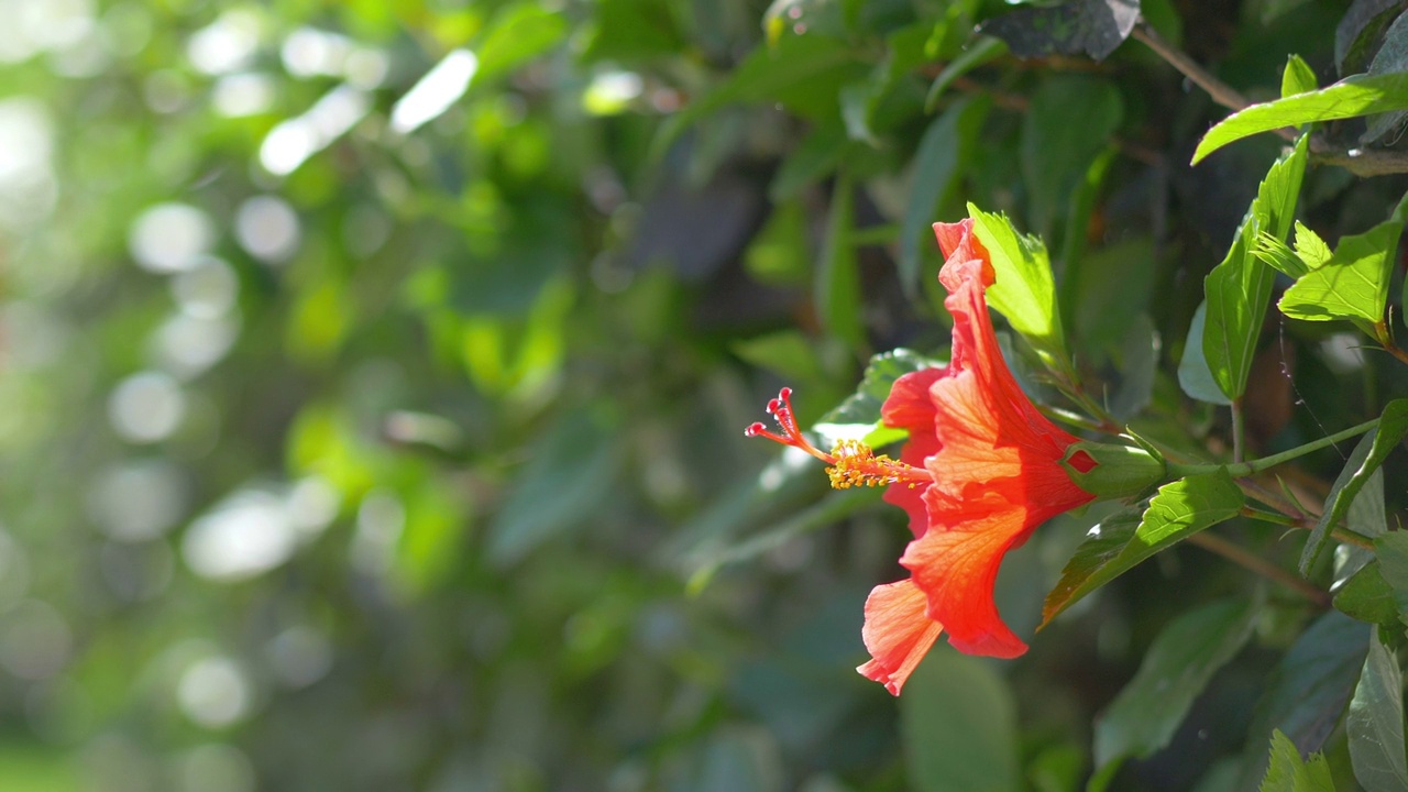 红色的芙蓉花在4k慢镜头60帧/秒视频素材