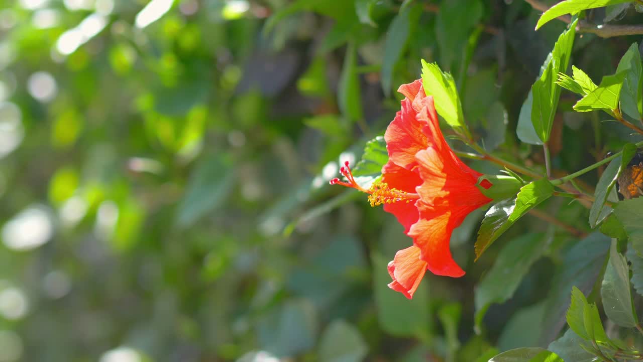 红色的芙蓉花在4k慢镜头60帧/秒视频素材