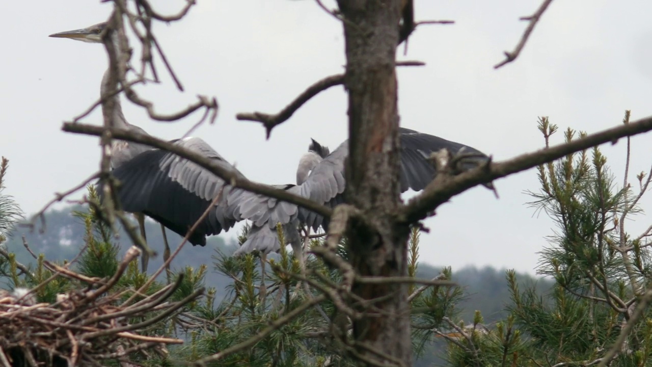 小Ardea cinerea(苍鹭)在巢中拍打翅膀/阳鸥郡，江原道，韩国视频素材