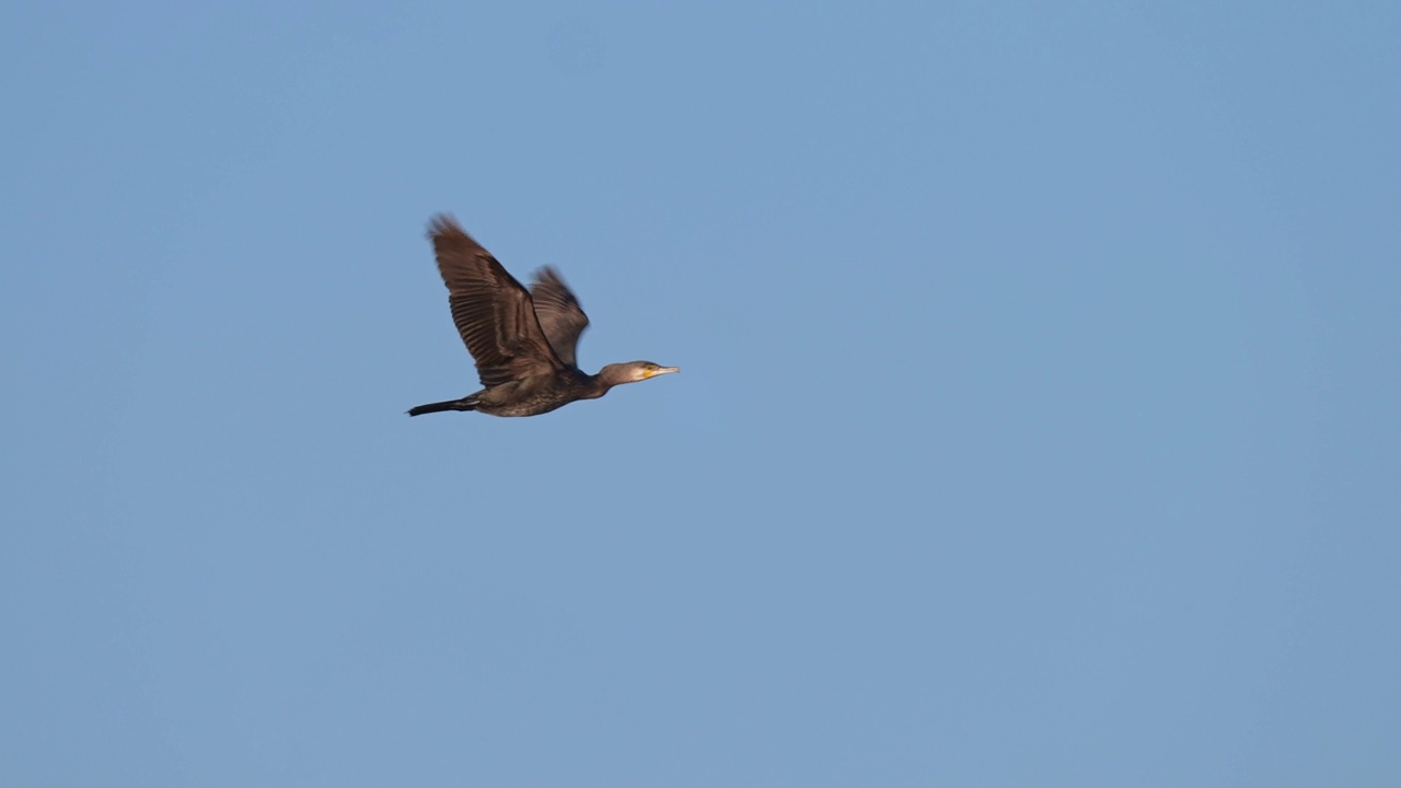 大黑鸬鹚，Phalacrocorax carbo，在飞行视频素材