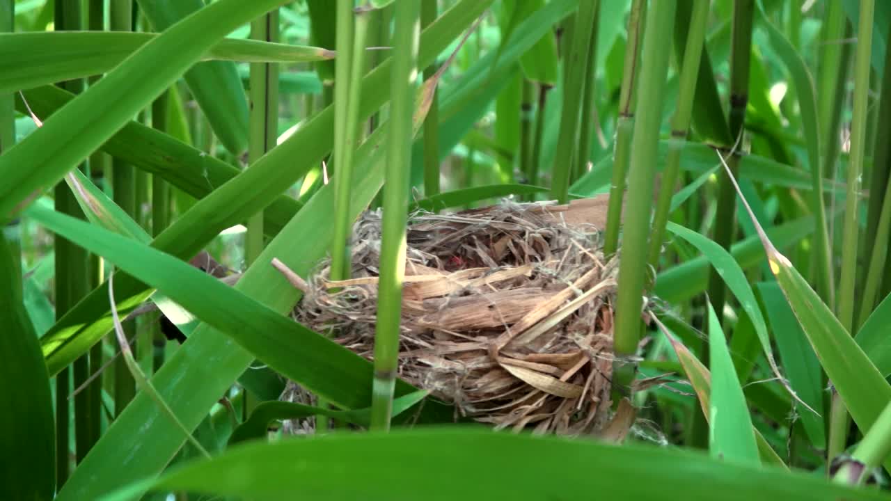 Sinosuthora webbiana(酒喉鹦鹉嘴)由芦苇(芦苇)建立巢/庆尚南道昌原市，韩国视频素材