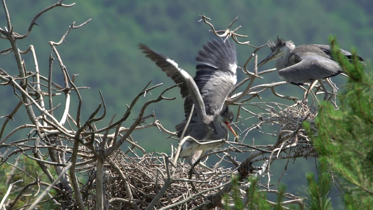 小Ardea cinerea(苍鹭)在巢中拍打翅膀/阳鸥郡，江原道，韩国视频素材