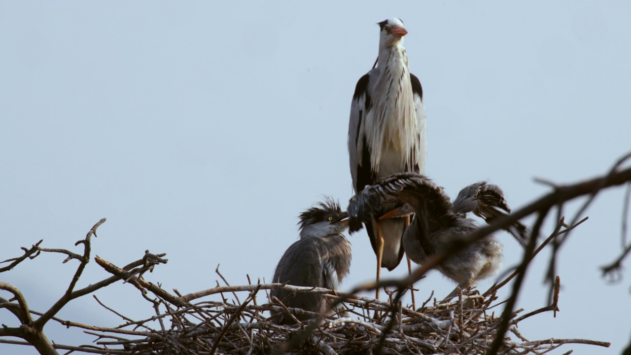 坐在巢上的Ardea cinerea(苍鹭)家族/韩国江原道阳九郡视频素材