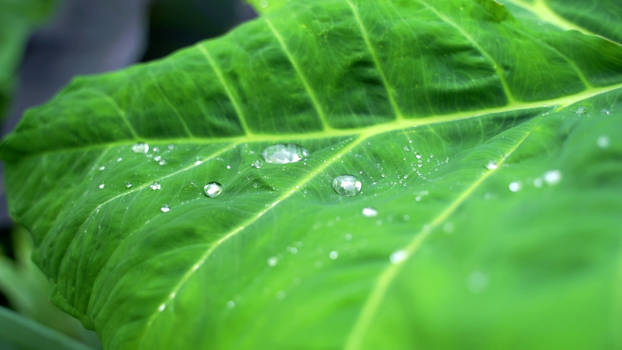 近距离观察绿色的叶子，雨滴慢慢移动。视频下载