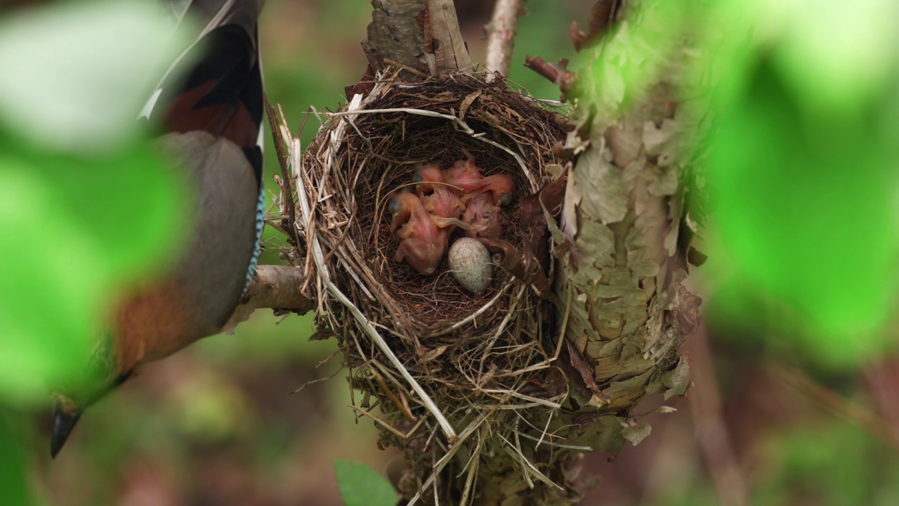 glandarius(欧亚松鸦)接管Turdus hortulorum(灰背鸫)的巢穴/韩国江原道阳九郡视频素材