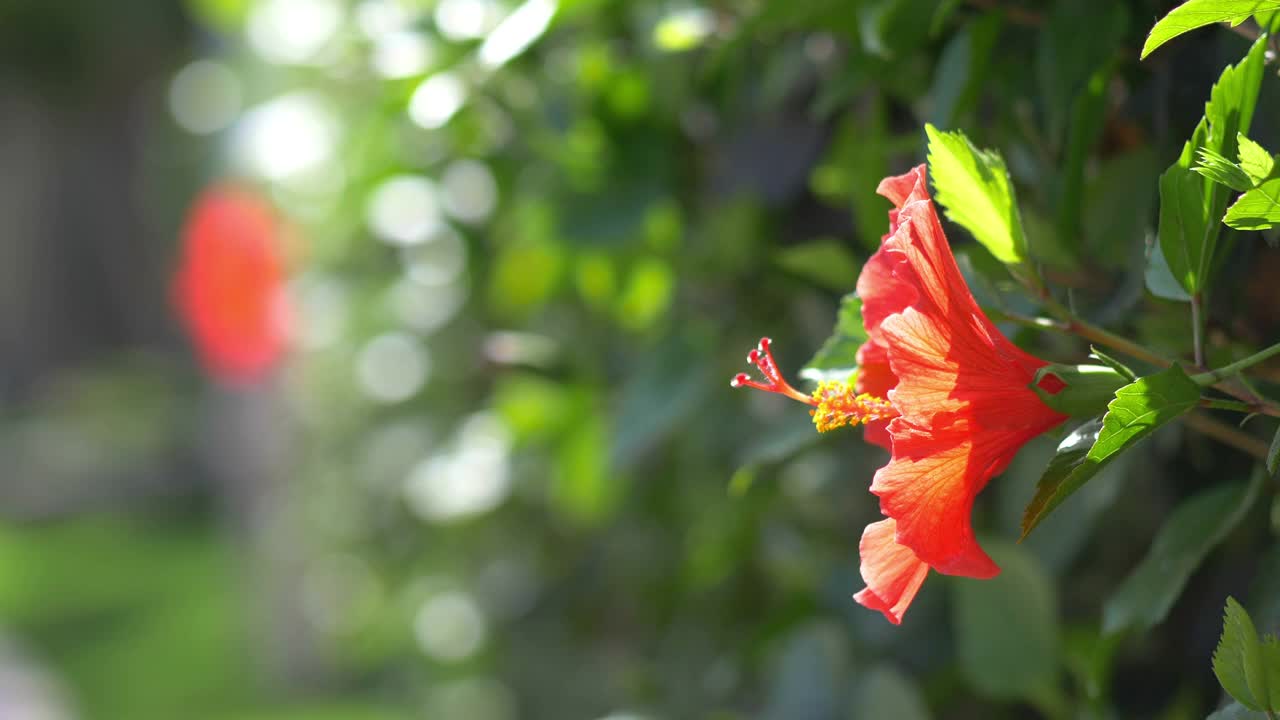 红色的芙蓉花在4k慢镜头60帧/秒视频素材