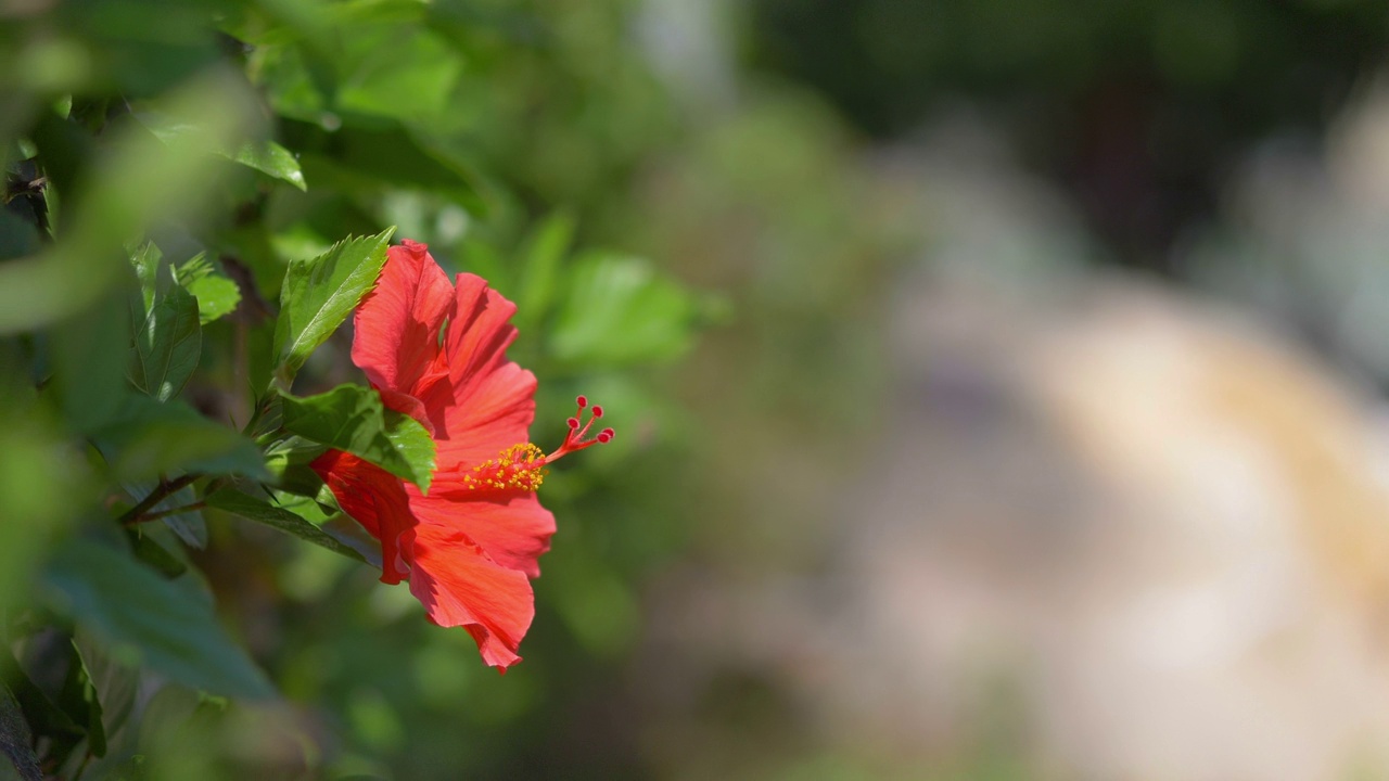 红色的芙蓉花在4k慢镜头60帧/秒视频素材