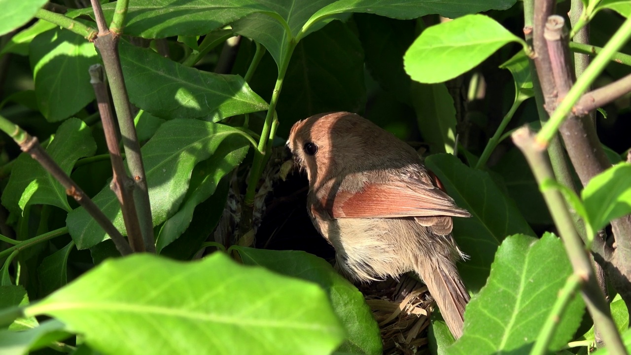 Sinosuthora webbiana(酒喉鹦鹉嘴)咬和携带食物到巢/庆尚南道昌原市，韩国视频素材