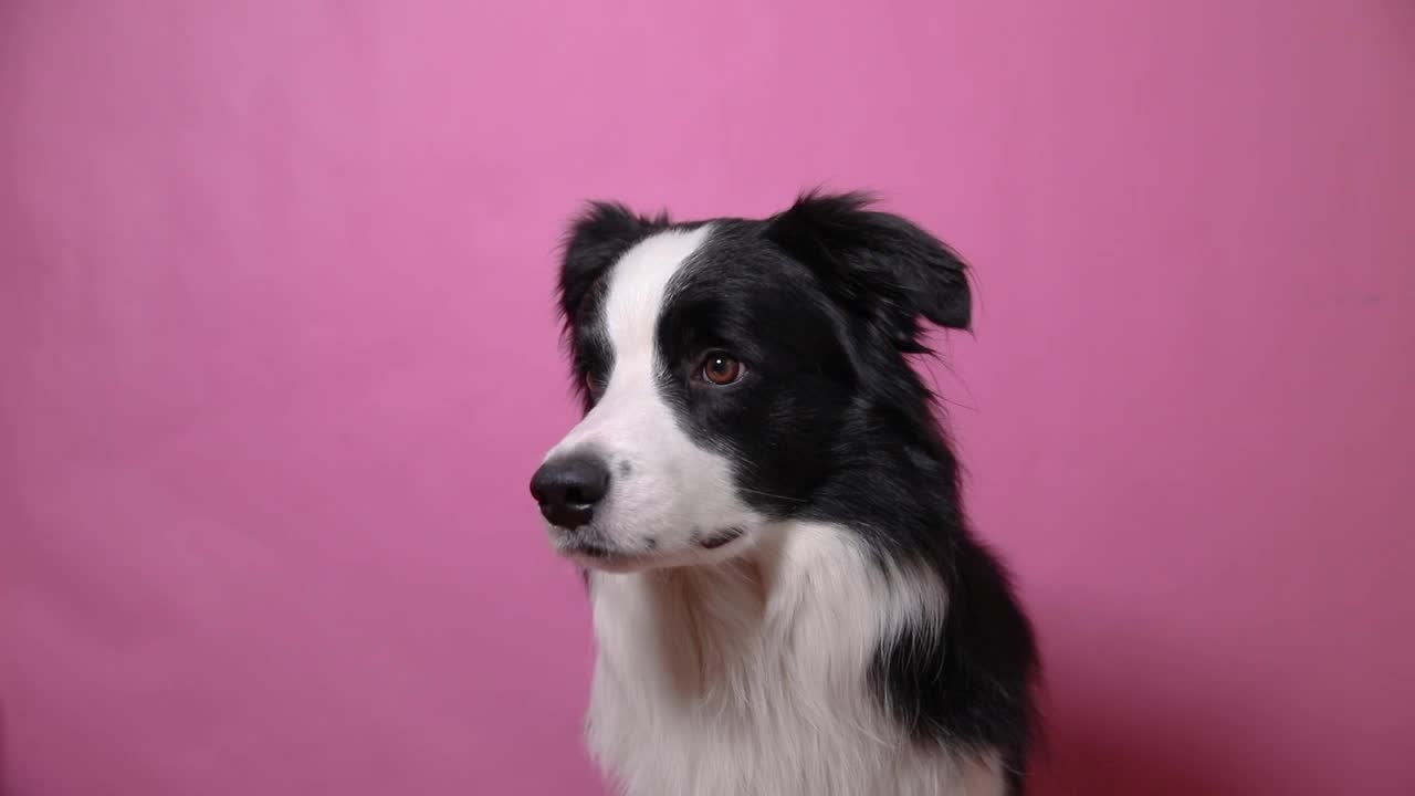 有趣的肖像可爱的小狗边境牧羊犬孤立在粉红色多彩的背景。可爱的宠物狗。宠物动物生命概念视频素材