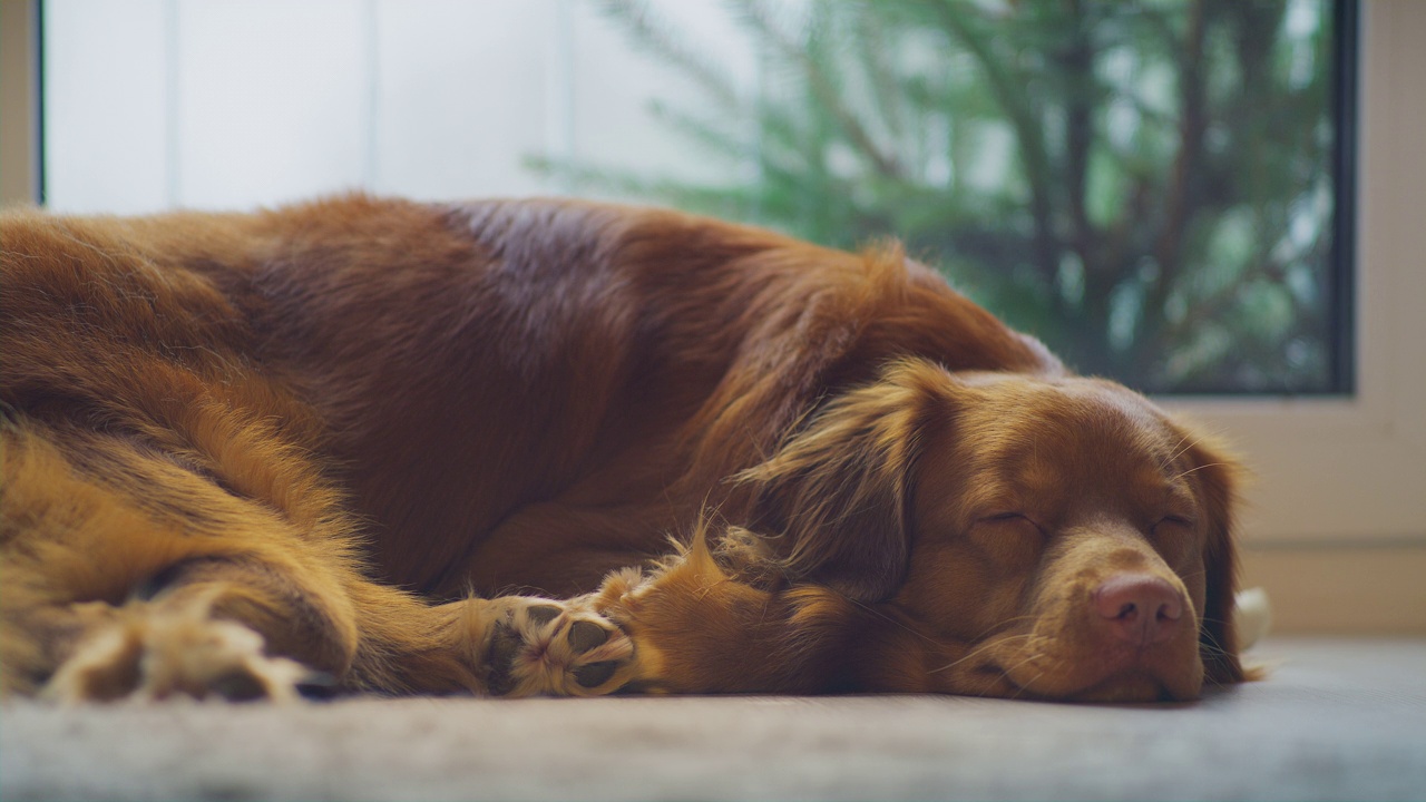 可爱的纯种新斯科舍鸭鸣猎犬在家。在地毯上放松视频素材