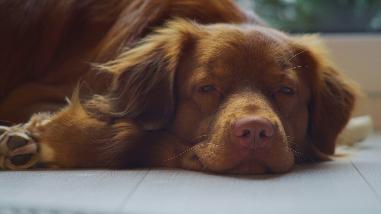 可爱的纯种新斯科舍鸭鸣猎犬在家。在地毯上放松。睡着了，闭上鼻子视频素材