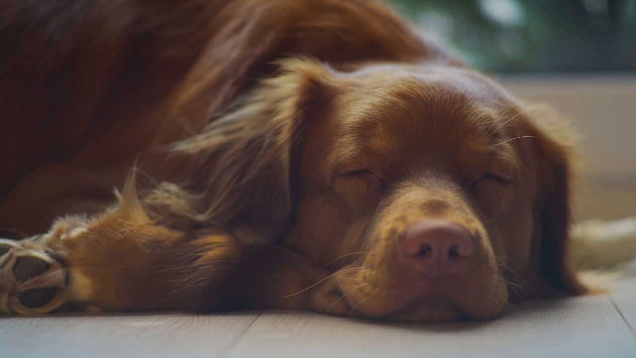 可爱的纯种新斯科舍鸭鸣猎犬在家。在地毯上放松。睡着了，闭上鼻子视频素材