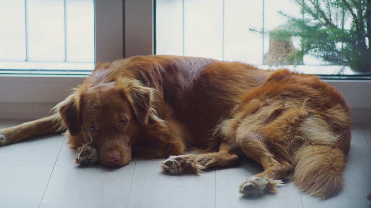 可爱的纯种新斯科舍鸭鸣猎犬在家。在地板上放松视频素材