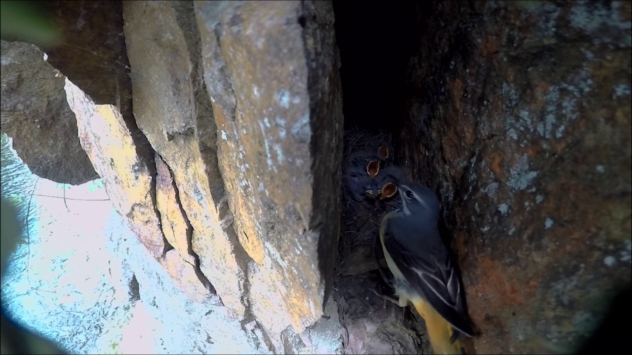 Motacilla cinerea(灰色鹡尾巴)正在喂它的宝宝/江原道洪川郡，韩国视频素材