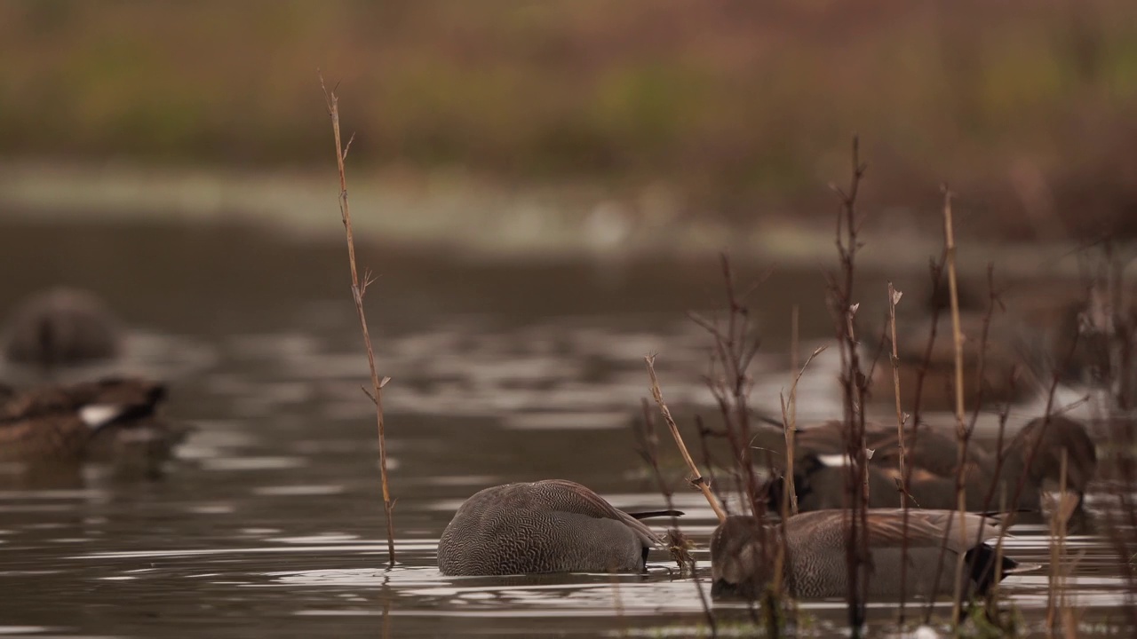 觅食的雄性Gadwall (Mareca strepera)视频素材